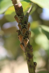 Metcalfiella