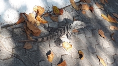 Ctenosaura similis