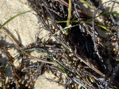 Sargassum muticum