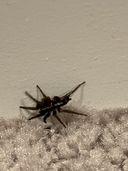 Herpyllus ecclesiasticus