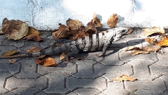 Ctenosaura similis