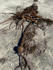 Pelagophycus porra