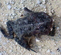 Anaxyrus terrestris