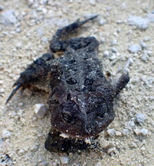 Anaxyrus terrestris