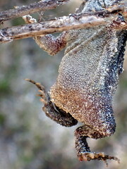 Anaxyrus terrestris