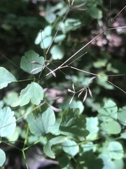 Thalictrum clavatum