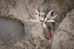 Euphorbia radians