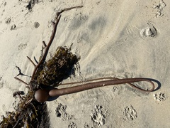 Pelagophycus porra