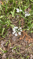 Allium neapolitanum