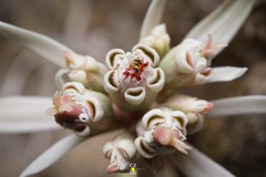 Euphorbia radians