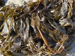 Macrocystis pyrifera