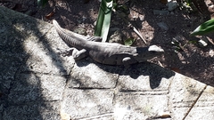 Ctenosaura similis