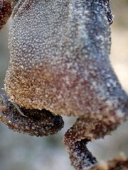 Anaxyrus terrestris