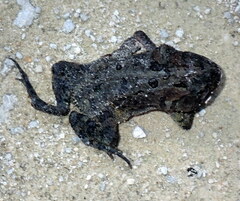 Anaxyrus terrestris