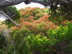 Metrosideros umbellata
