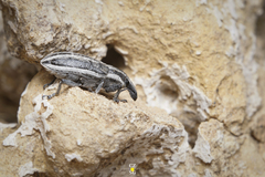 Scaphomorphus
