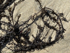 Sargassum muticum