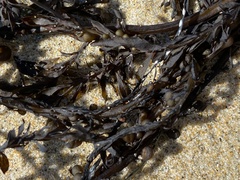 Sargassum muticum