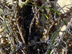 Sargassum muticum