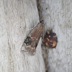 Euzophera semifuneralis