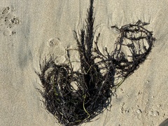 Sargassum muticum