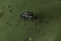Stictomyia longicornis