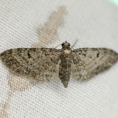 Eupithecia jejunata