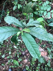 Anthurium bradeanum