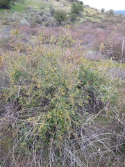 Ribes aureum gracillimum