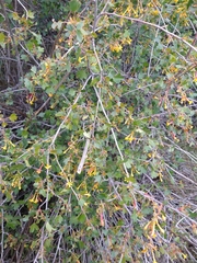 Ribes aureum gracillimum