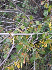 Ribes aureum gracillimum