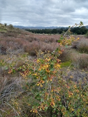 Ribes aureum gracillimum