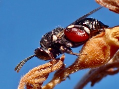 Brachymeria podagrica