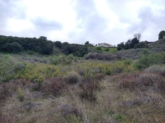 Ribes aureum gracillimum