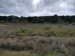 Ribes aureum gracillimum