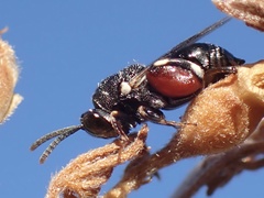 Brachymeria podagrica