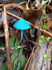 Entoloma hochstetteri
