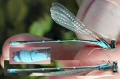 Enallagma exsulans