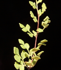 Cheilanthes adiantoides