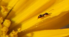 Brachymyrmex patagonicus