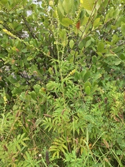 Agrimonia parviflora