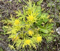 Sanicula arctopoides