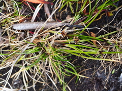 Isolepis praetextata