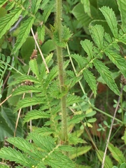 Agrimonia parviflora