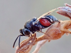 Brachymeria podagrica