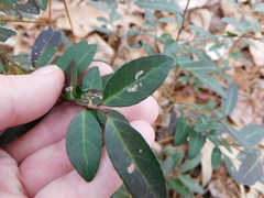 Phytomyza vomitoriae