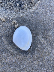 Macoma