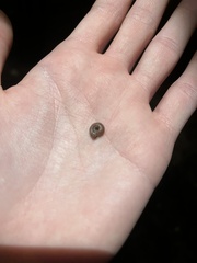Polygyrinae