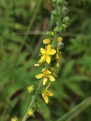 Agrimonia parviflora