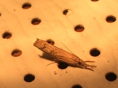 Neodactria luteolellus